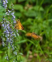 Dos Mariposas en Les Foces