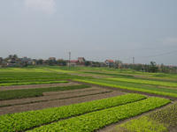 Campo vietnamita